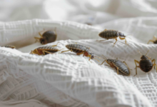 Bed Bug-Proof Your Bedroom: What Every Homeowner Should Know