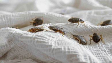 Bed Bug-Proof Your Bedroom: What Every Homeowner Should Know