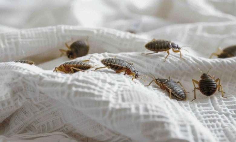 Bed Bug-Proof Your Bedroom: What Every Homeowner Should Know